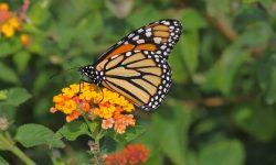 The monarch butterfly is the state insect of Texas.