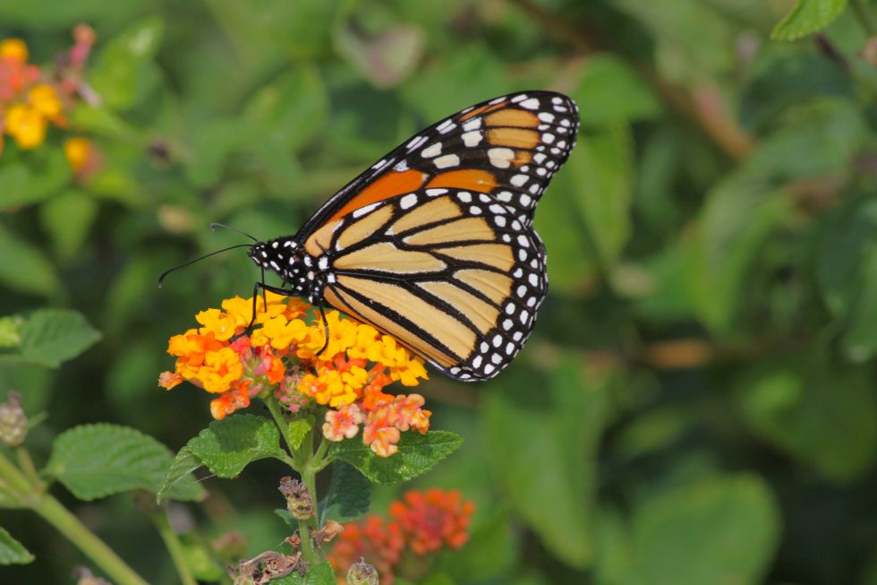 The monarch butterfly is the state insect of Texas.